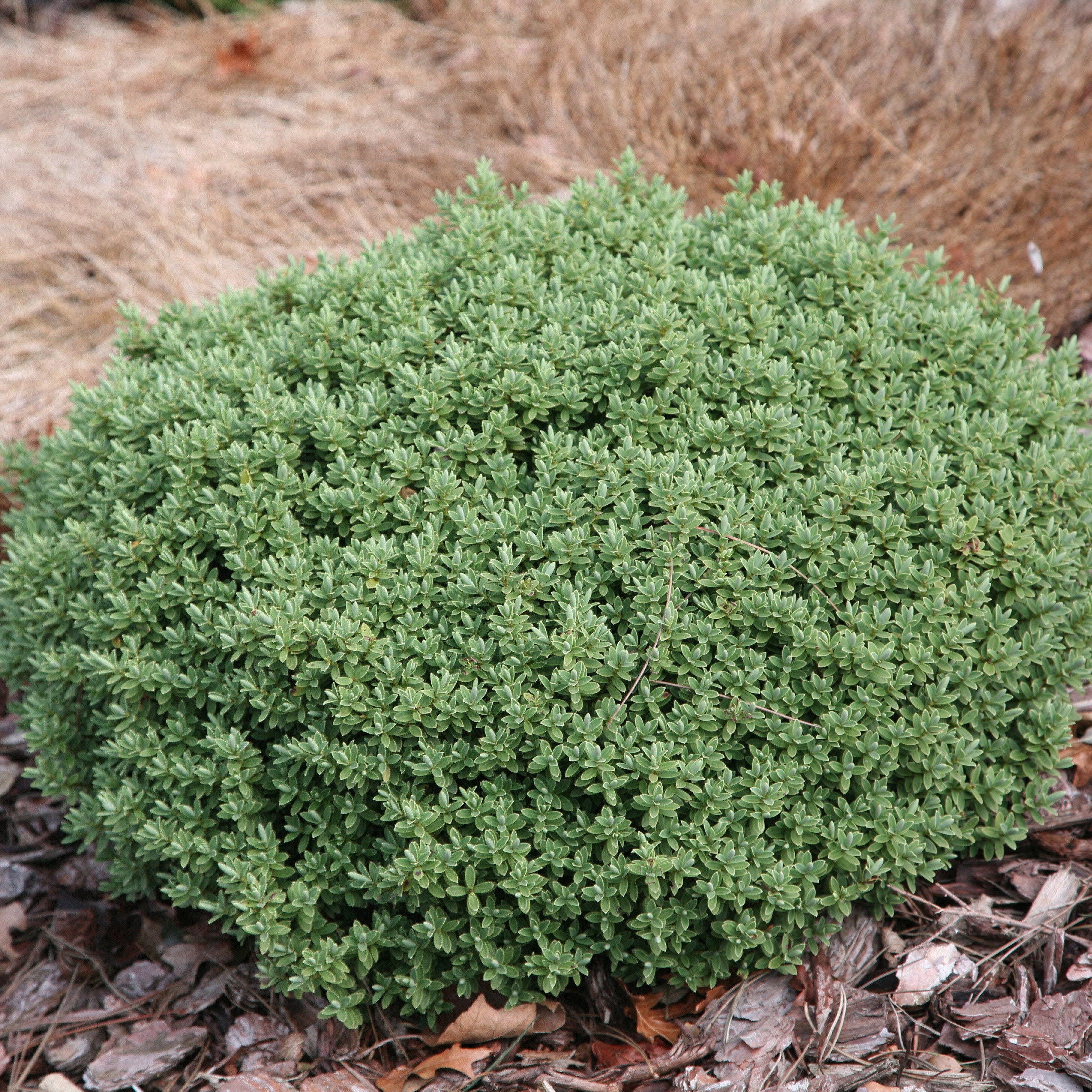 shrubby veronica shrubby veronica