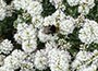 Shrubby Veronica