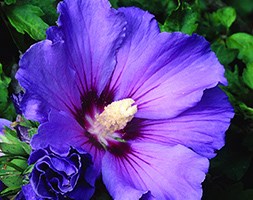 Hibiscus syriacus 'Oiseau Bleu' (tree hollyhock (syn. Blue Bird ))