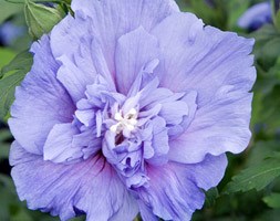 Hibiscus syriacus Blue Chiffon ('Nowood3') (PBR) (Tree hollyhock)