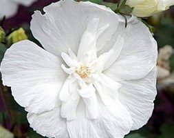 Hibiscus syriacus White Chiffon = 'Nowoodtwo' (PBR) (tree hollyhock)