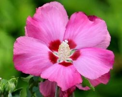 Hibiscus syriacus 'Woodbridge' (tree hollyhock)