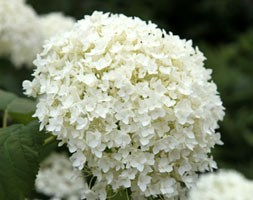 Hydrangea arborescens 'Annabelle' (sevenbark)