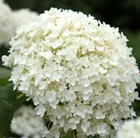 Hydrangea arborescens 'Annabelle'