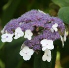 rough-leaved hydrangea