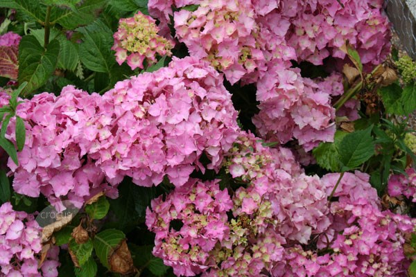 mophead hydrangea