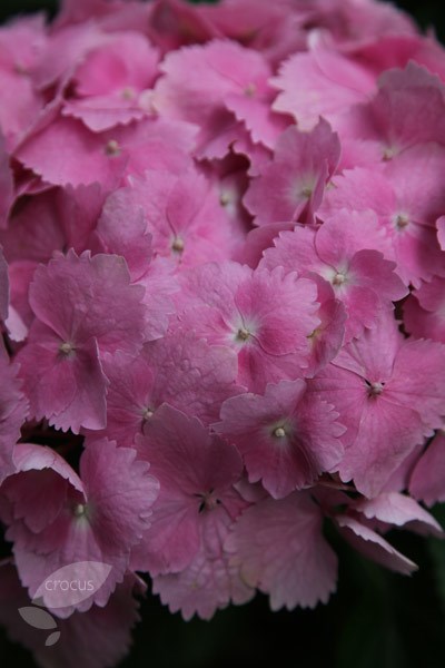 mophead hydrangea