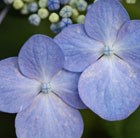 lacecap hydrangea (syn. Blue Wave)