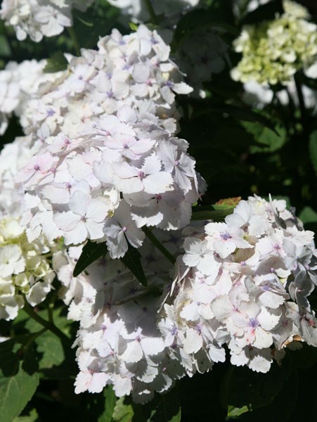 Mophead Hydrangea