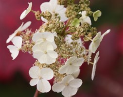 Hydrangea quercifolia (oak-leaved hydrangea)