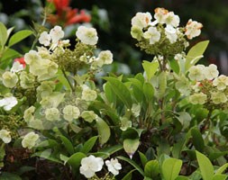 Hydrangea seemanii (climbing hydrangea)