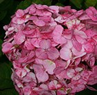 hydrangea