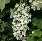 oak-leaved hydrangea