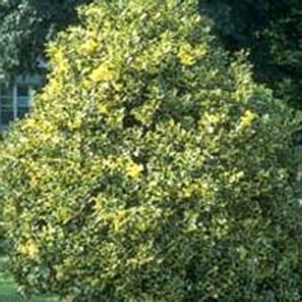 holly (female) holly (female)