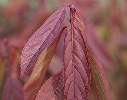 Itea virginica 'Henrys Garnet' (Virginian sweetspire)