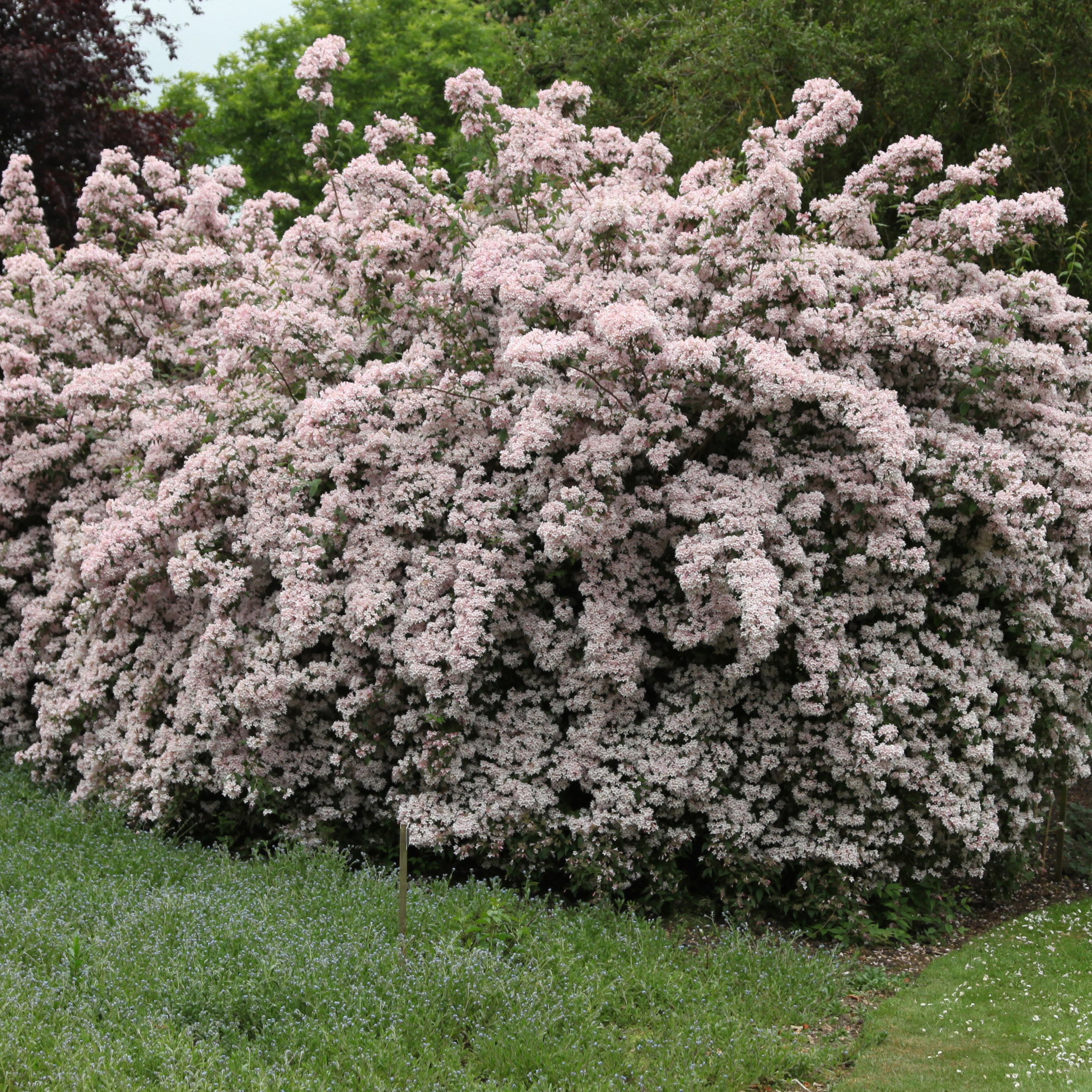 beauty bush