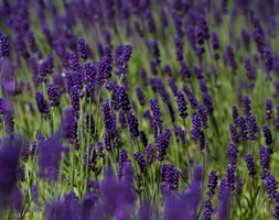 Lavandula angustifolia 'Hidcote' (lavender)