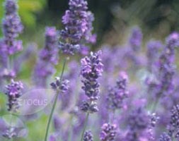 Lavandula angustifolia (lavender)