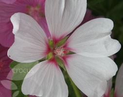 mallow