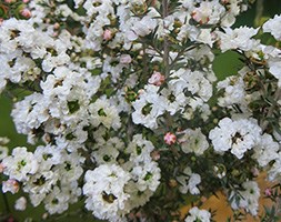 Leptospermum scoparium 'Snow' (New Zealand tea tree)