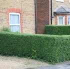 Oval Leaf Privet - Hedging Range