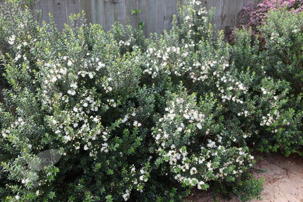 myrtle