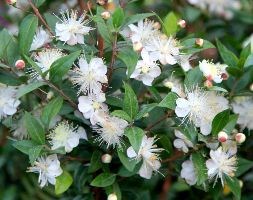 Myrtus communis (common myrtle)