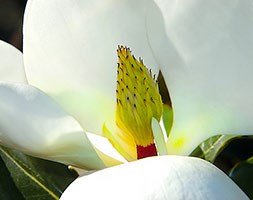 Magnolia grandiflora 'Little Gem' (evergreen magnolia)