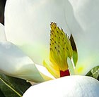 Magnolia grandiflora 'Little Gem'