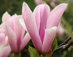Magnolia 'Heaven Scent' (magnolia)