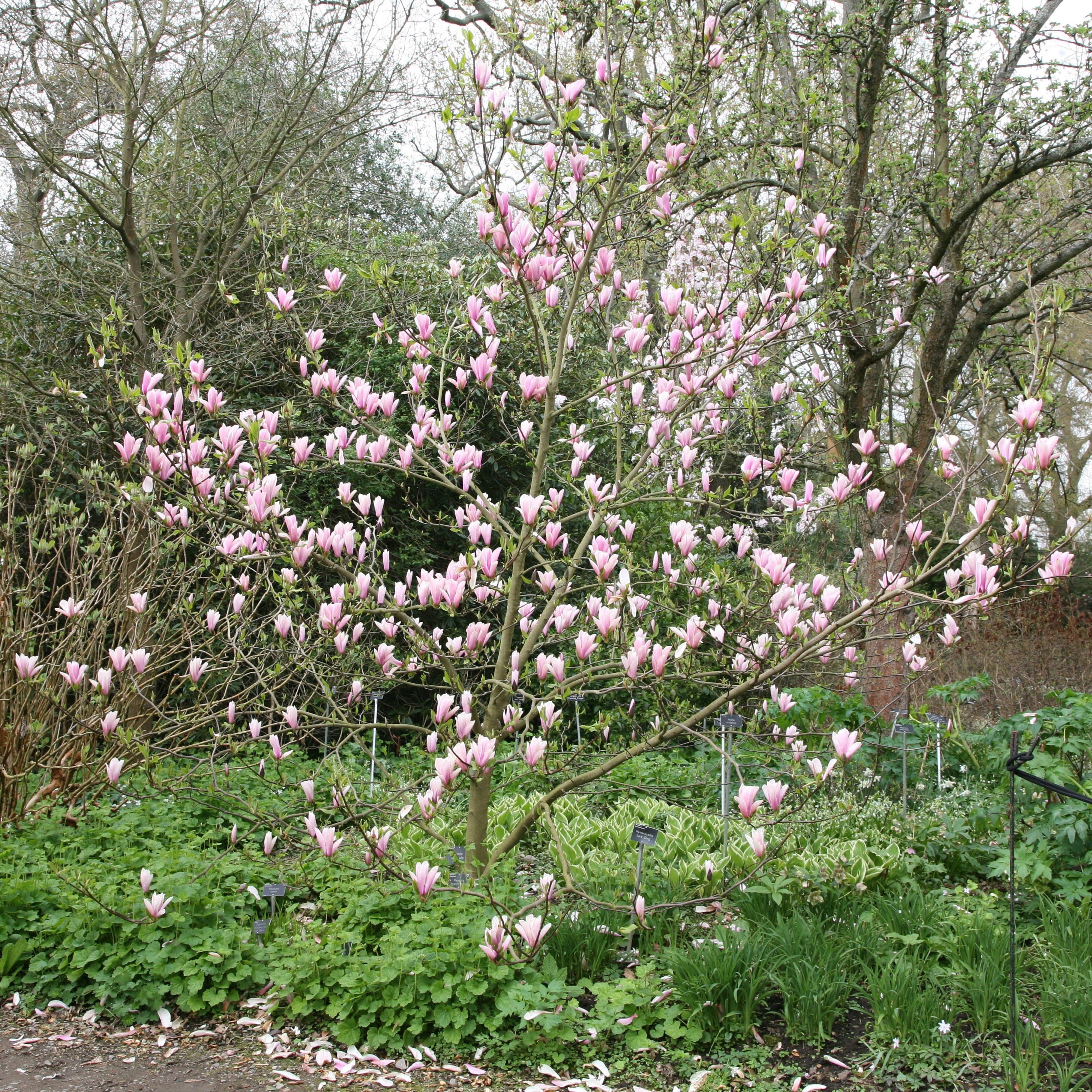 magnolia
