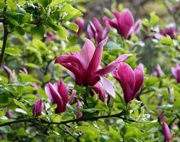 Magnolia liliiflora 'Nigra' (black lily magnolia)
