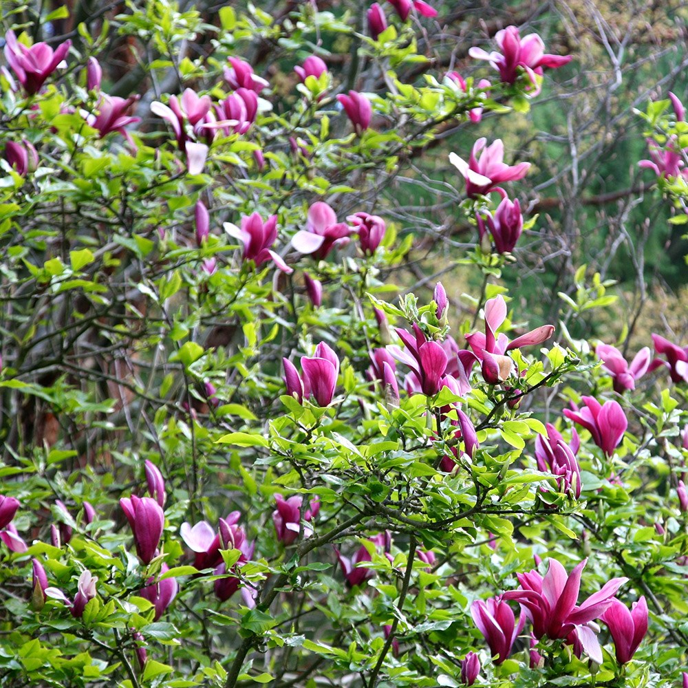 black lily magnolia black lily magnolia