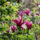 black lily magnolia
