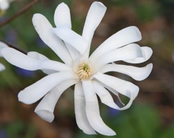 Magnolia stellata (star magnolia)
