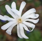 star magnolia