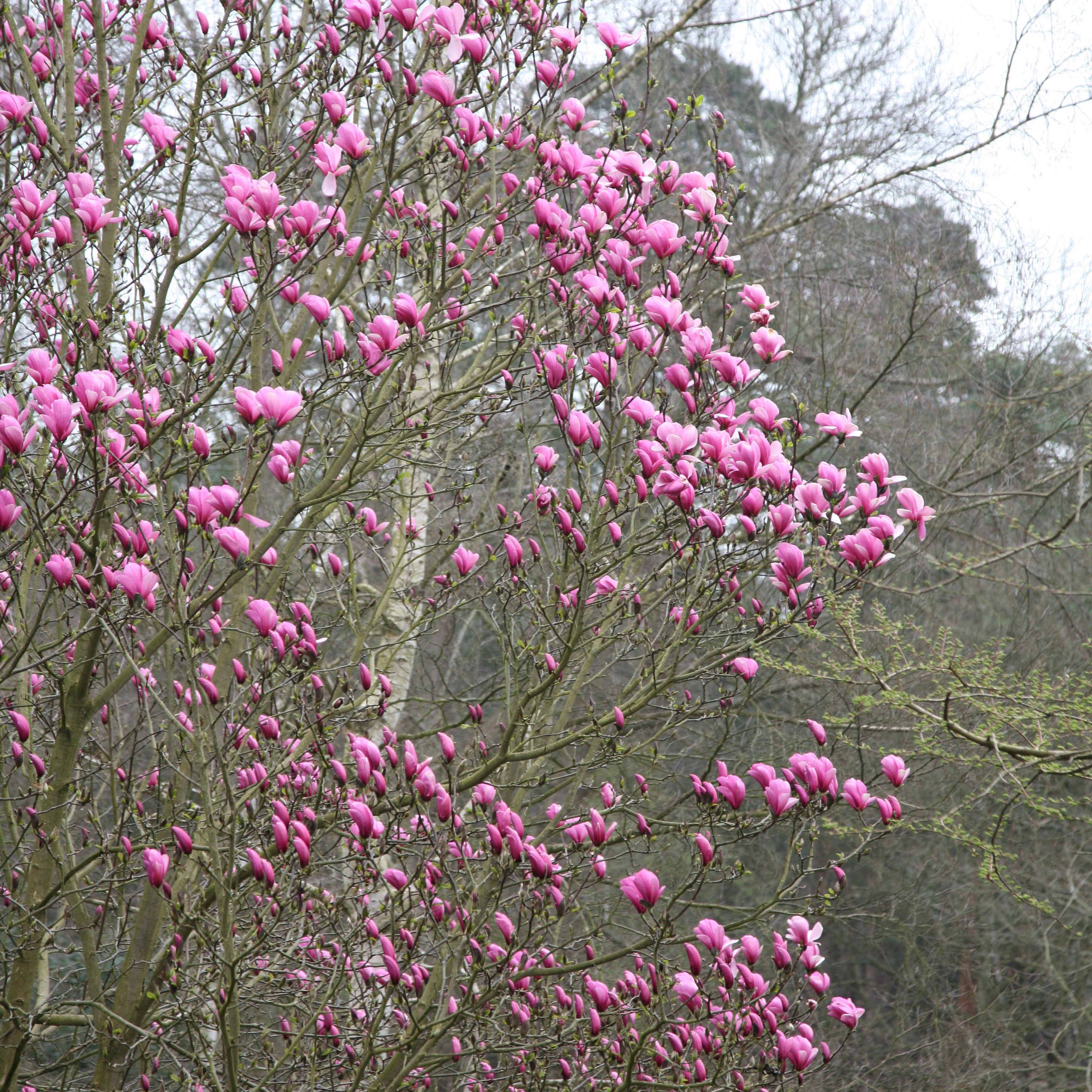 magnolia