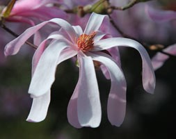 Magnolia x  loebneri 'Leonard Messel' (magnolia)