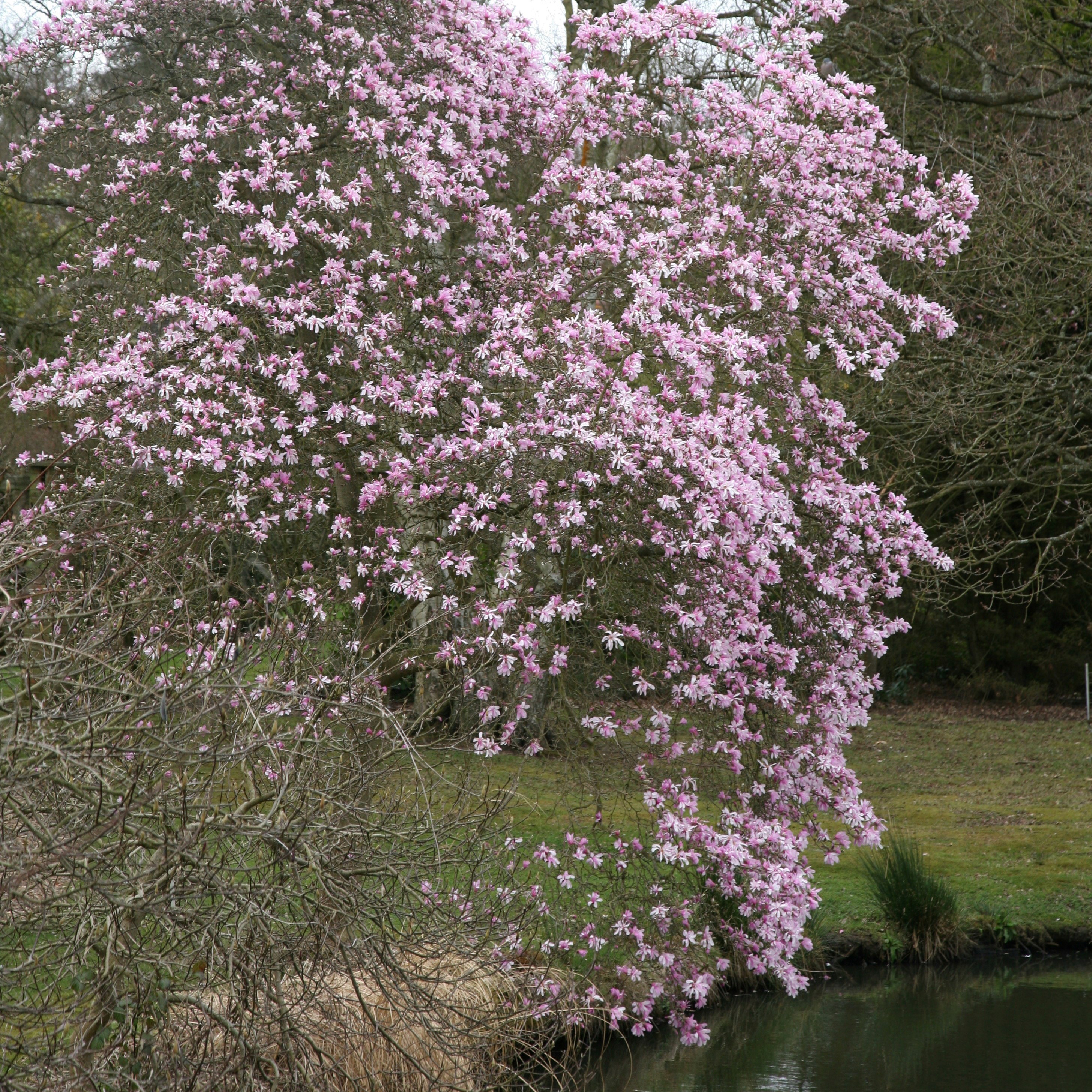 magnolia