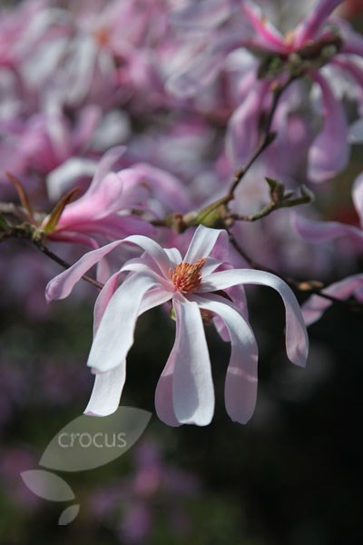 magnolia
