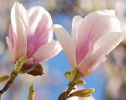 Magnolia x  soulangeana (magnolia)