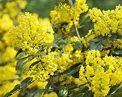 Mahonia aquifolium 'Apollo' (oregon grape)