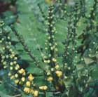 mahonia