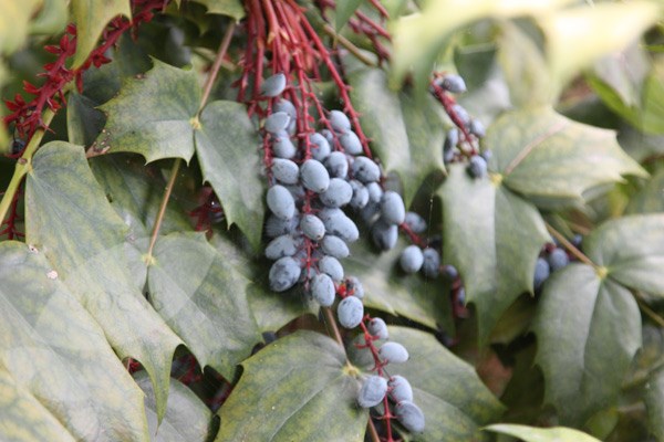 mahonia