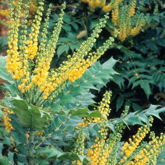 mahonia