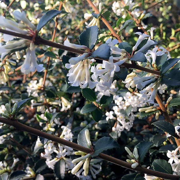 osmanthus