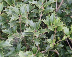 false holly