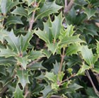 False Holly