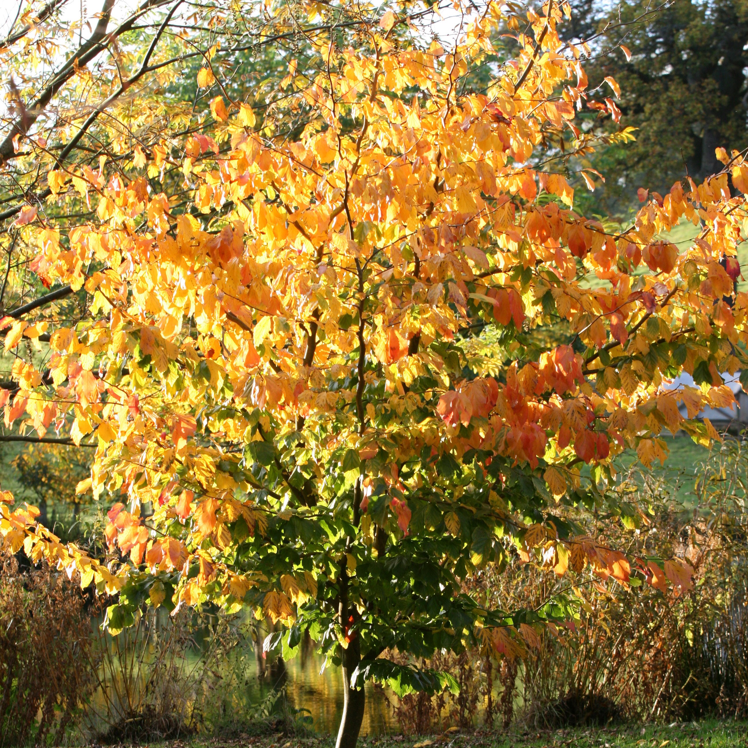 Persian ironwood