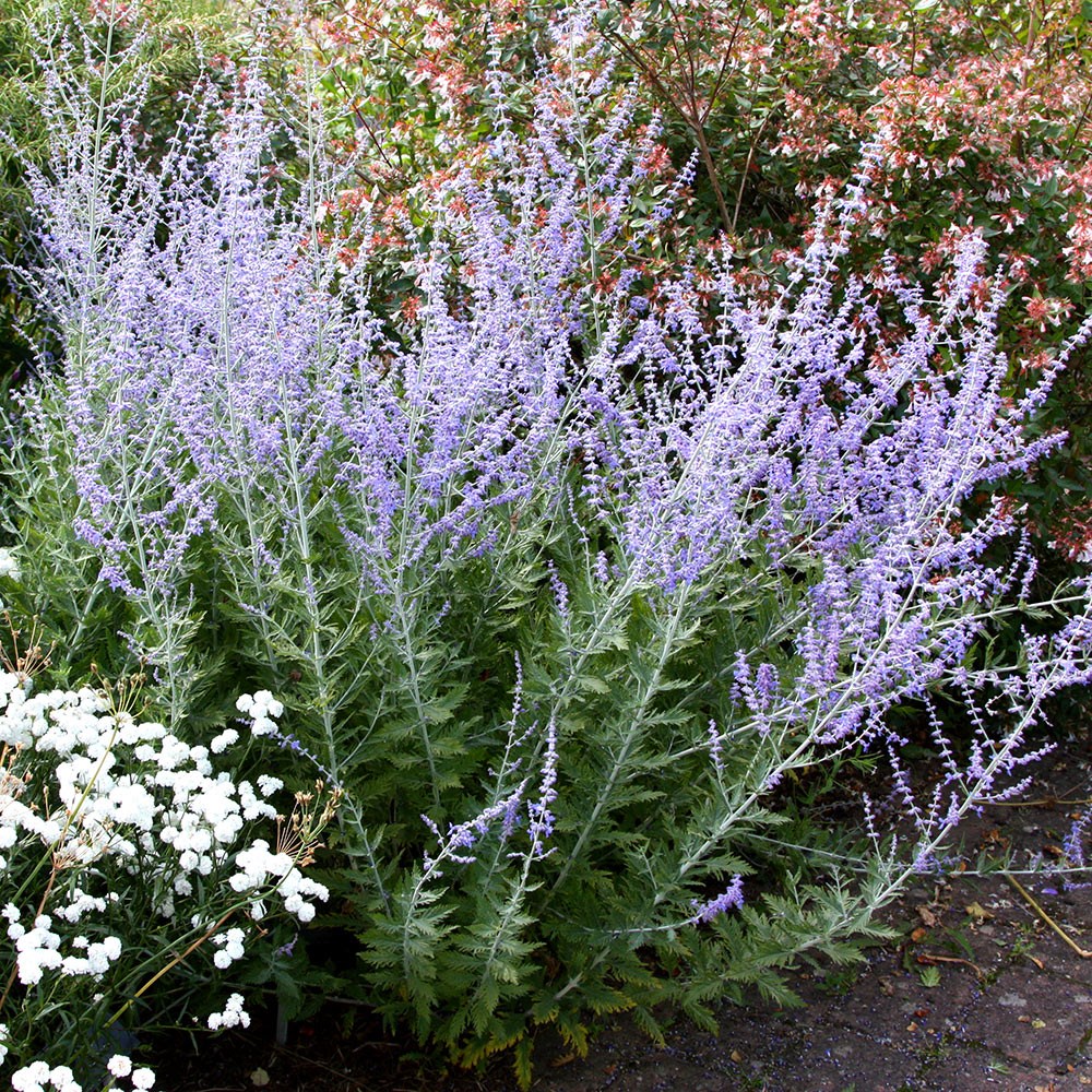 Russian sage